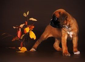 young-boxer-dog